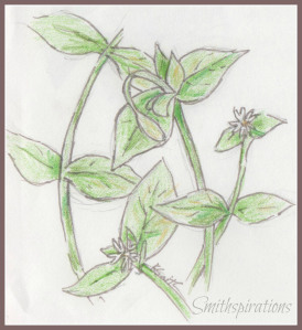 chickweed