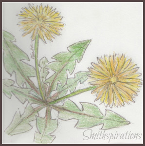 dandelion flowers and leaves