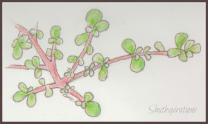 purslane