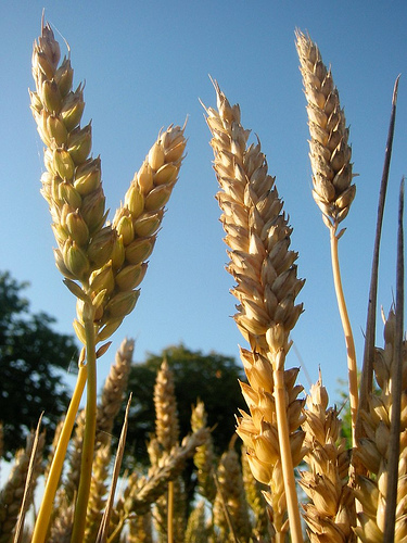 Wheat (Triticum aestivum L.)