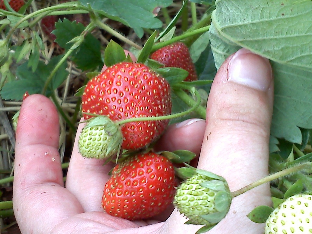 strawberries