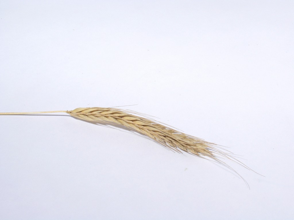 wheat